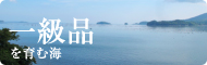 一級品を育む海