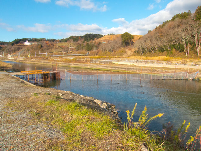 南三陸　鮭の遡上