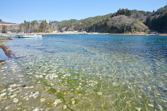 森と海は恋人