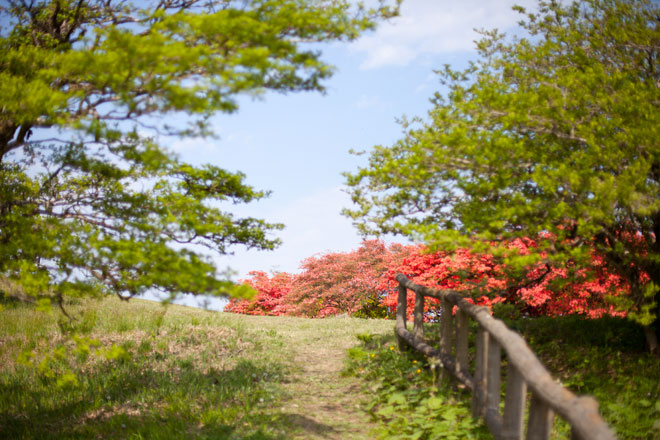 南三陸歌津 田束山(たつがねさん) のヤマツツジ9