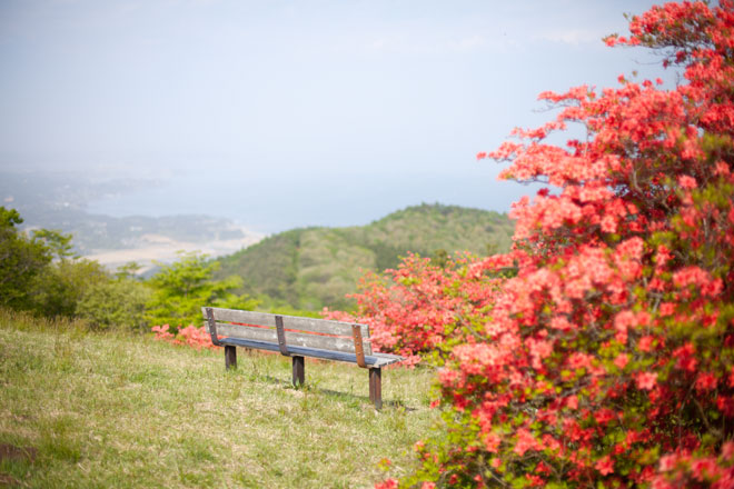 南三陸歌津 田束山(たつがねさん) のヤマツツジ7