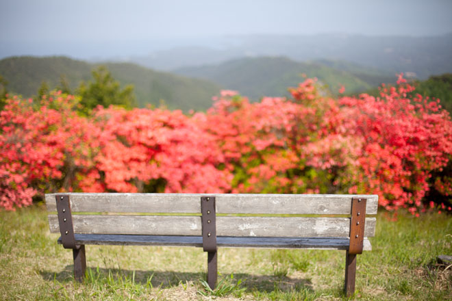 南三陸歌津 田束山(たつがねさん) のヤマツツジ6