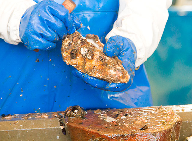 ホタテのウロ 黒い部分 って食べてもいいの 魚介類の通販 山内鮮魚店 ホタテのウロ 黒い部分 って食べてもいいの 魚介類の通販 山内鮮魚店