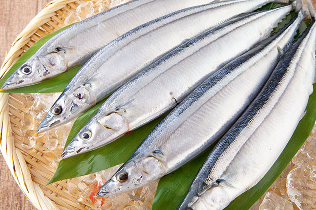 生さんまの保存方法を教えて 魚介類の通販 山内鮮魚店