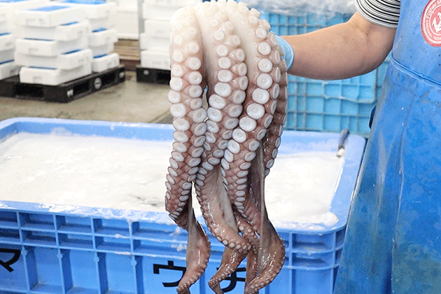 タコの下処理とは 魚介類の通販 山内鮮魚店