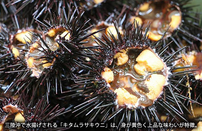 うに って何 魚介類の通販 山内鮮魚店