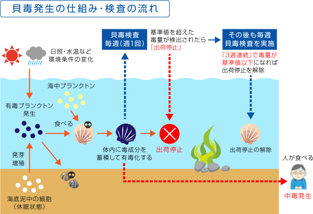 貝毒　検査