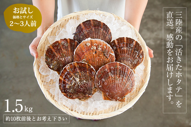 【送料込み】三陸産殻付活ホタテ 約1.5kg（約10枚前後）帆立ナイフ・レシピ付 ※約2～3人前