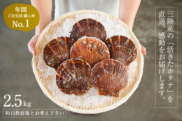 【送料込み】三陸産殻付活ホタテ 約2.5kg（約15枚前後）帆立ナイフ・レシピ付 ※約3～4人前