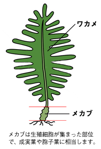 めかぶとは？