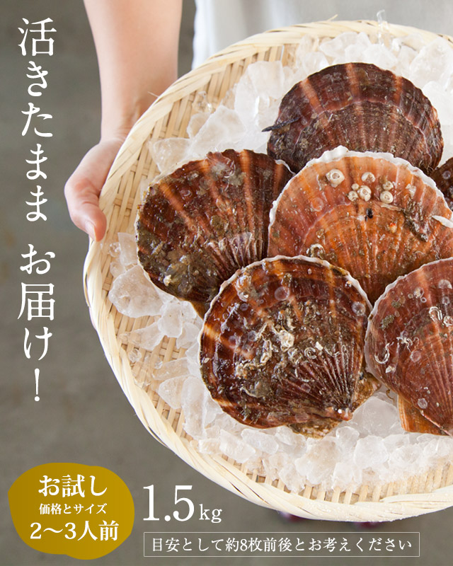 三陸産殻付活ホタテ 1.5kg｜魚介類の通販 販売【山内鮮魚店】