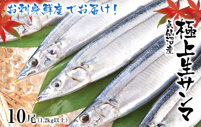 気仙沼産生さんま 10尾入｜サンマの通販 【山内鮮魚店】