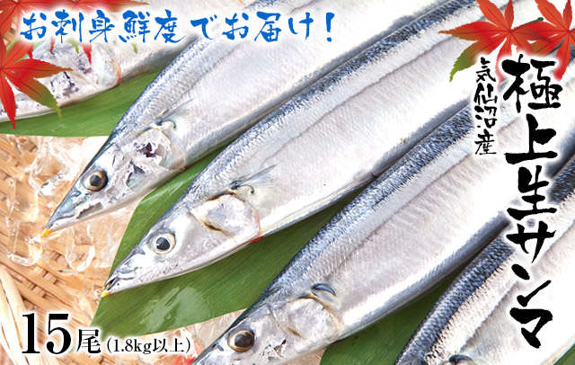 気仙沼産生さんま 15尾入｜サンマの通販【山内鮮魚店】