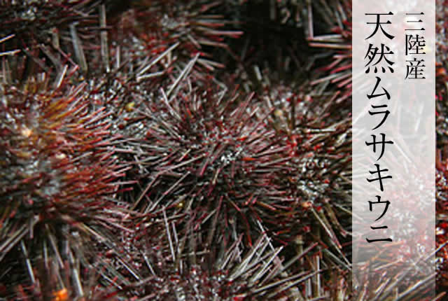 塩うに 170g 魚介類の通販 販売 山内鮮魚店